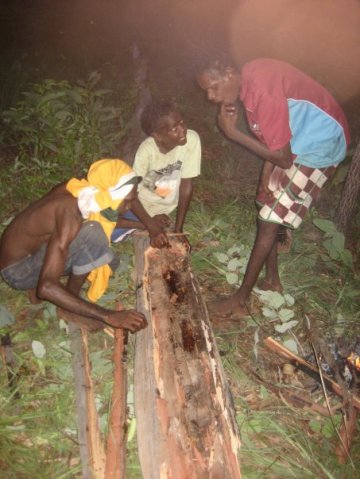 Aurukun Honey Hunting  19