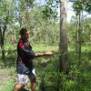 Aurukun Honey Hunting  04