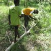 Aurukun Honey Hunting  06