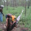 Aurukun Honey Hunting  11