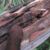 Aurukun Honey Hunting  16