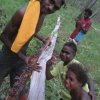 Aurukun Honey Hunting  17