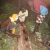 Aurukun Honey Hunting  19