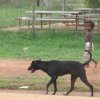 Aurukun Days 39