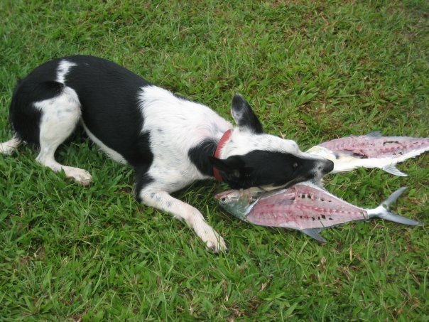 Aurukun Days 106