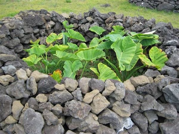 Easter Island  060