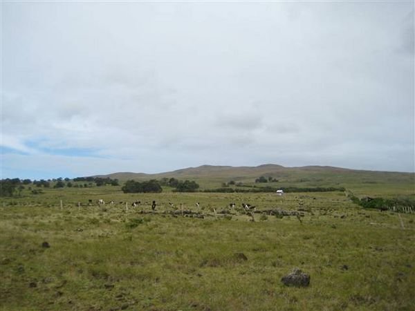 Easter Island  558