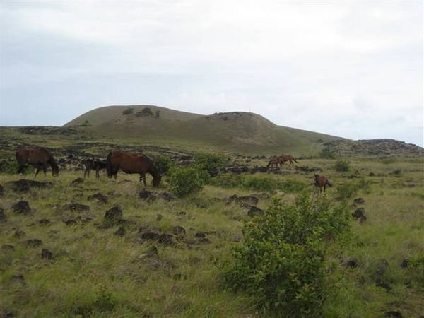 Easter Island  572