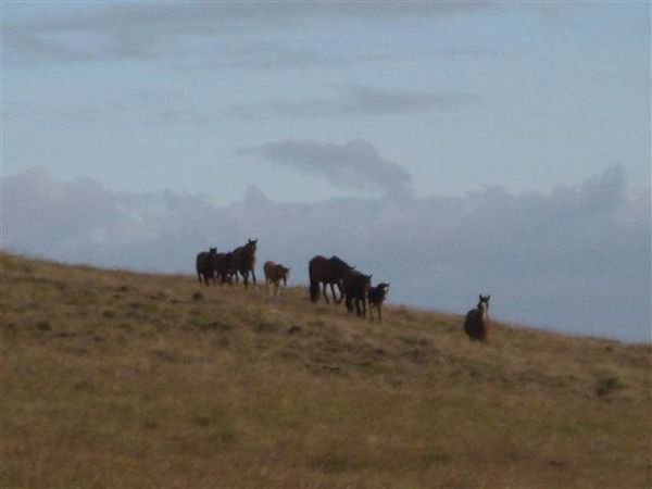 Easter Island  676