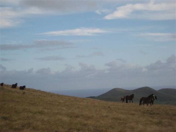 Easter Island  681