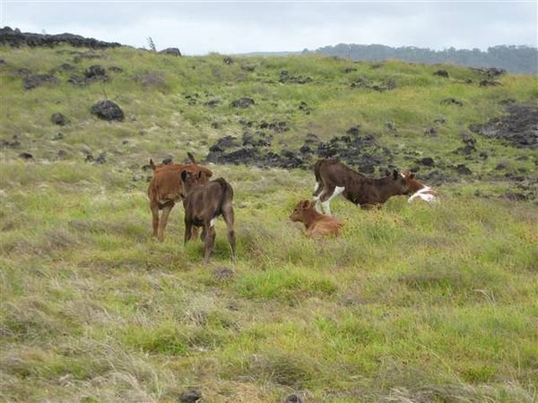 Easter Island 254