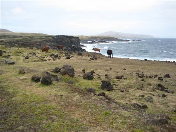 Easter Island 256