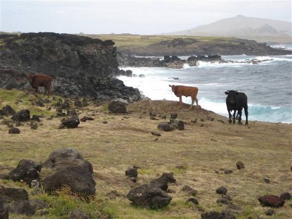 Easter Island 257