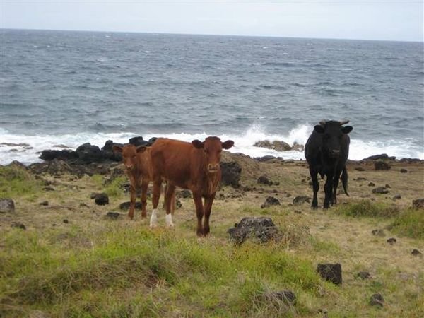 Easter Island 258