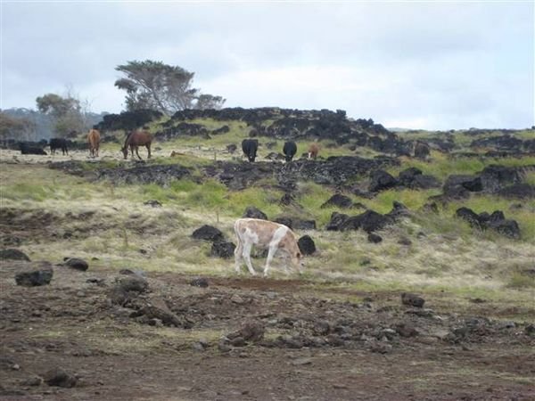 Easter Island 259