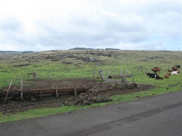 Easter Island 260