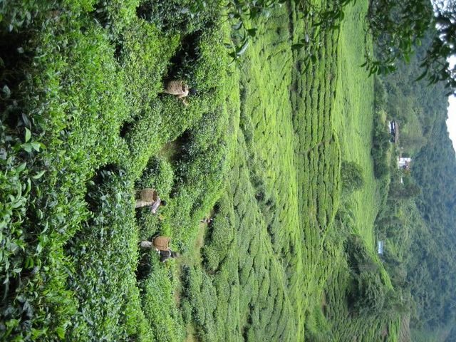 Cameron_Highlands_30