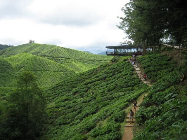 Cameron_Highlands_31