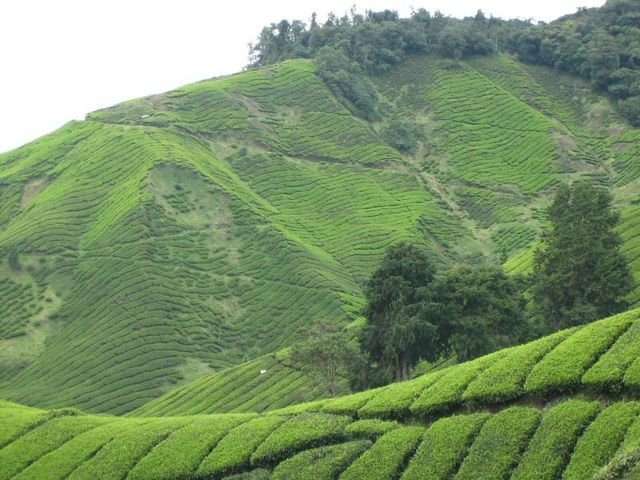 Cameron_Highlands_43