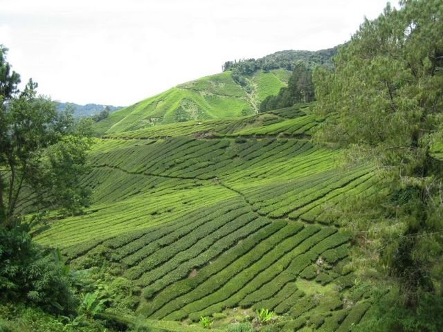 Cameron_Highlands_47