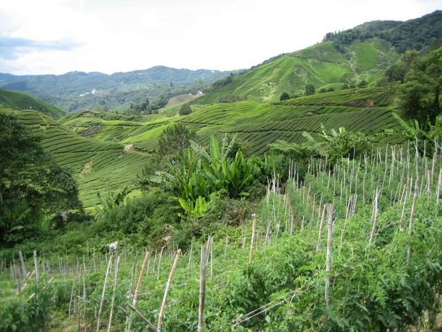 Cameron_Highlands_50