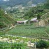 Cameron_Highlands_25