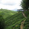 Cameron_Highlands_31