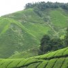 Cameron_Highlands_43