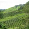 Cameron_Highlands_47