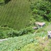 Cameron_Highlands_48