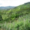 Cameron_Highlands_50