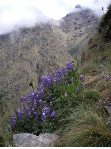 Inca Trail 185