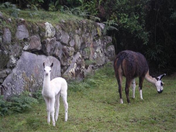 Inca Trail 287