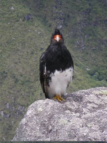 Inca Trail 368