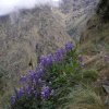 Inca Trail 185