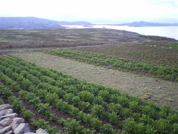 Lake Titicaca 474