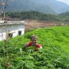 Sapa_Valley_46