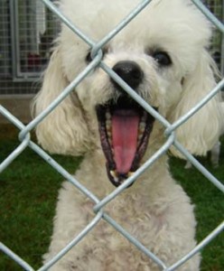 boarding kennel