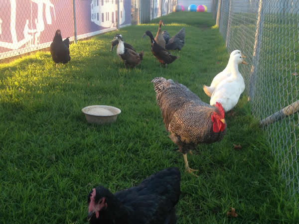 Farmer Dave Dog Centre - Chooks and Ducks