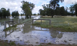 More Rain and More Rain