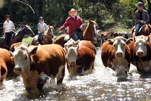 Cattle in the Snowy