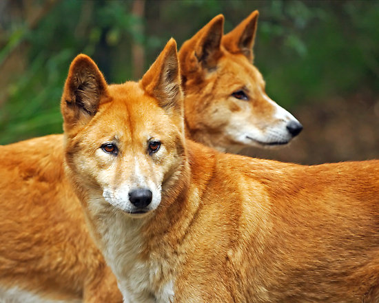 dingoes