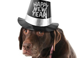 new_years_dog_